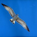 Photo of seagull against the blue sky